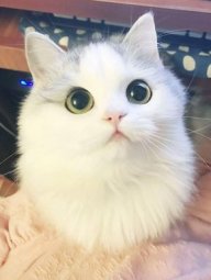 Mèo_Tai_Cụp